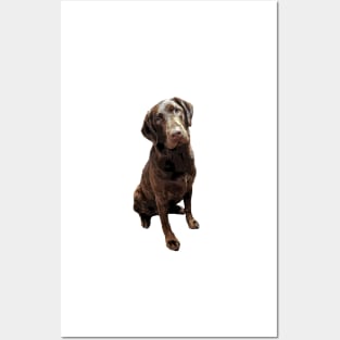 Labrador Chocolate Lab Posters and Art